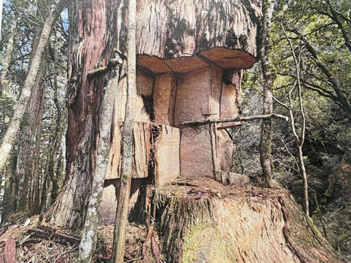 逃逸外籍移工組成大型盜伐集團 南投檢警林務捍衛山林徹底瓦解