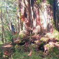 逃逸外籍移工組成大型盜伐集團 南投檢警林務捍衛山林徹底瓦解