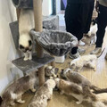 竹縣防疫所聯手檢警破獲竹東非法繁殖場 35隻品種貓全數扣留