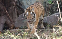 新成員加入丨竹市動物園攜手六福村 借展孟加拉虎落實生命教育提升動物福利