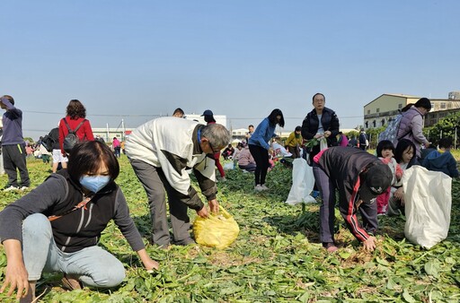 迎新年好彩頭｜雲林斗六拔蘿蔔助公益人潮滾滾