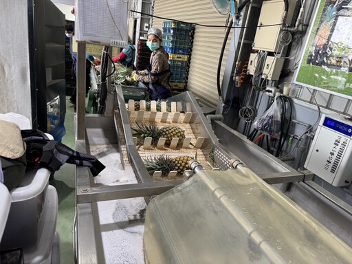 南臺灣金鑽鳳梨熱銷日本!北農火力全開助推外銷量