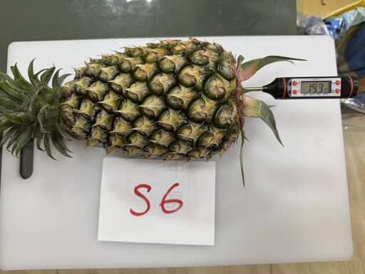 臺灣金鑽鳳梨首度啟航九州市場 !北農持續拓展國際市場外銷成果顯著