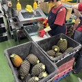 臺灣金鑽鳳梨首度啟航九州市場 ！北農持續拓展國際市場外銷成果顯著