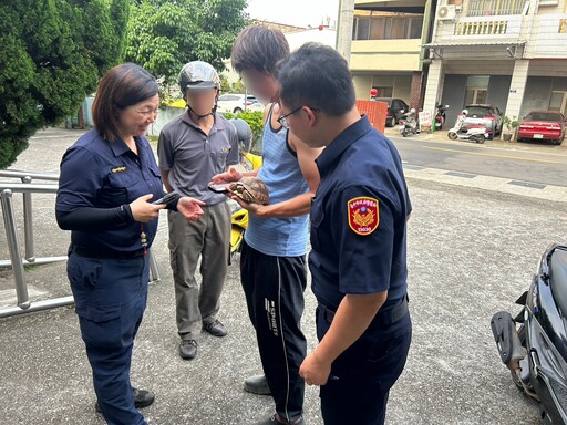 烏龜翻牆「越獄」 熱心民眾偕警聯手找回飼主