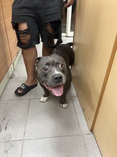 毛孩街頭走失 基二警協助與飼主團圓