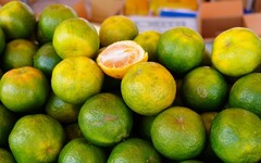 臺北花博農民市集 品嚐柑桔的酸甜滋味－嘉義縣農特產品展售活動