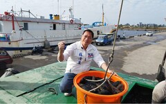首批石斑魚貨出港了！ 蘇清泉：我們用行動照顧農漁民