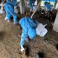 東勢鄉一禽場爆發H5N1禽流感 雲林縣再添1例疫情