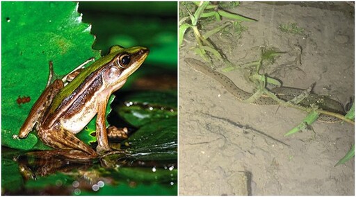 健全生態綠網北海岸軸帶 9單位共研臺北赤蛙、唐水蛇棲地保育跨域合作