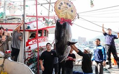全國第一黑鮪魚拍賣 每公斤13100元總價3523900元賣出 創歷年單價與總價新高