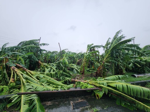 凱米颱風致災釀農損 嘉市即日起受理天然災害現金救助申請
