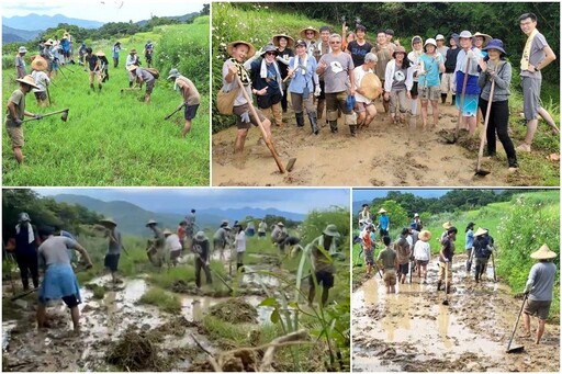 貢寮水梯田保育黃腹細蟌棲地 兼容農民生計共創多贏