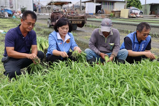 防範山陀兒颱風損害農民心血 張麗善巡視葉菜類搶收情形