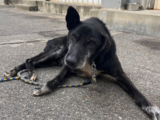 延長生命守護 新北市推出流浪動物長期照護與尊嚴善終