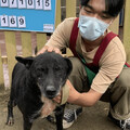 延長生命守護 新北市推出流浪動物長期照護與尊嚴善終