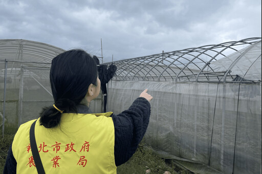 新北災後農業救助啟動 竹筍茭白筍補助申請倒數中