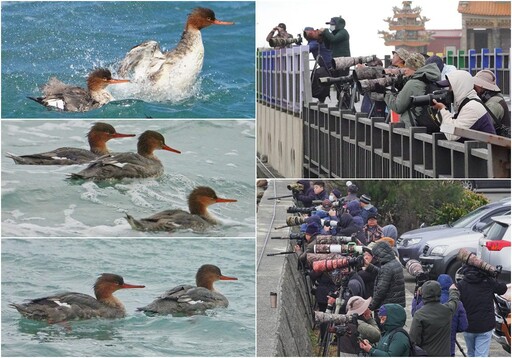 影音∕這裡有鳥事：稀有冬候鳥紅胸秋沙 北海岸浪尖討生活