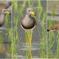 影音∕這裡有鳥事∕跳鴴過境宜蘭礁溪水田 鳥名有跳字究竟是跳或不跳？