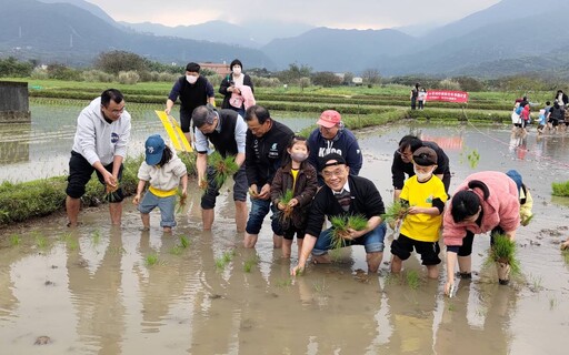 推動友善耕作 300人參與金山彩田春季插秧