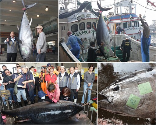 2025全國第一黑鮪魚 蘇澳漁船捕獲重達216公斤