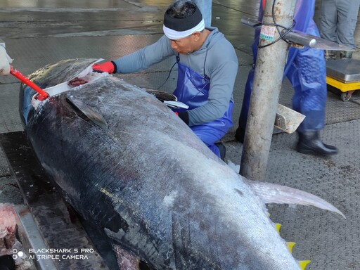 為漁業注入新活力 臺東捕獲第一黑鮪魚獎勵20萬