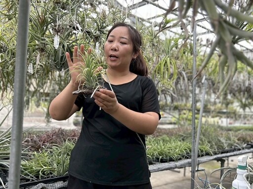 新住民用空氣鳳梨點燃綠色奇蹟 落地生根、努力追逐夢想真實寫照
