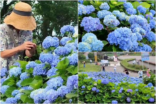 影音/石牌縣界公園萬朵繡球花盛開 金面大觀與虎字碑更顯壯麗