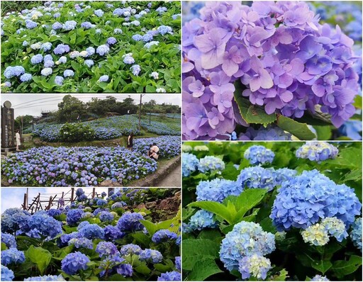 影音/石牌縣界公園萬朵繡球花盛開 金面大觀與虎字碑更顯壯麗