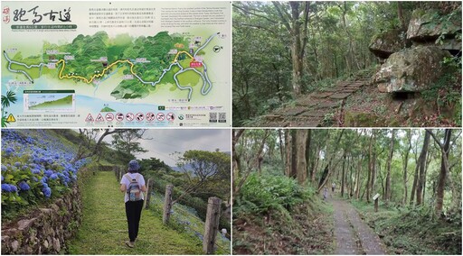影音/石牌縣界公園萬朵繡球花盛開 金面大觀與虎字碑更顯壯麗