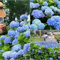 影音/石牌縣界公園萬朵繡球花盛開 金面大觀與虎字碑更顯壯麗