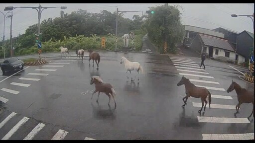 影音/壯圍鄉馬場馬兒竄出上路 警方對馬主開單