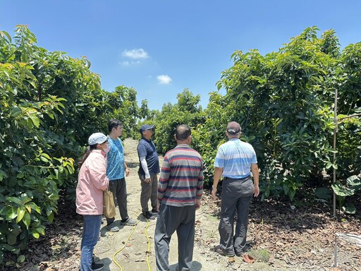 彰化縣辦理酪梨低溫天然災害現金救助 申請救助農民向土地所在公所申報