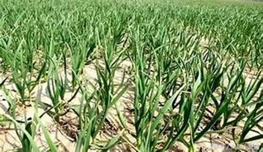 為穩定大蒜供應產銷平衡 114年大蒜種植登記開跑 合理種植穩收益
