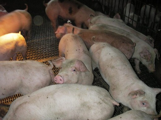 影音/非洲豬瘟疫情引發恐慌 彰化5關聯場經緊急採檢後檢驗結果均為陰性