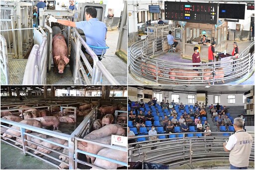 影音/豬隻禁運禁宰解除 宜縣首日拍賣559頭 每公斤平均107.8元