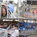 影音/豬隻禁運禁宰解除 宜縣首日拍賣559頭 每公斤平均107.8元