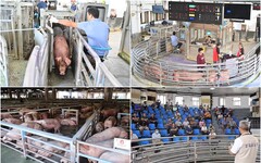 影音/豬隻禁運禁宰解除 宜縣首日拍賣559頭 每公斤平均107.8元