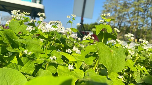 二林蕎麥季親子野餐同樂會 花田美景×蕎麥美食×食農體驗一次滿足