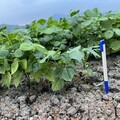 今年美濃紅豆恐將減產約60% 立委邱議瑩將安排農業部勘災