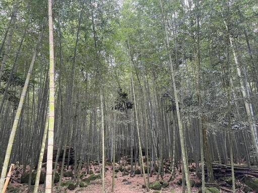 縣府尋求企業資源支持竹林經營 讓南投竹林恢復榮景