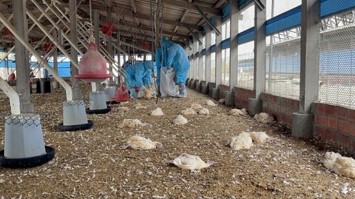 彰化今年首起禽流感 大城鄉1土雞場近萬雞隻進行人道撲殺
