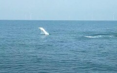 保育有成 白海豚悠游台灣海洋