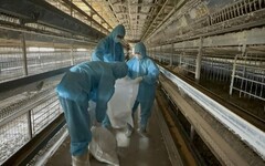彰化再傳禽流感 二林鎮蛋雞場人道撲殺近2萬隻蛋雞