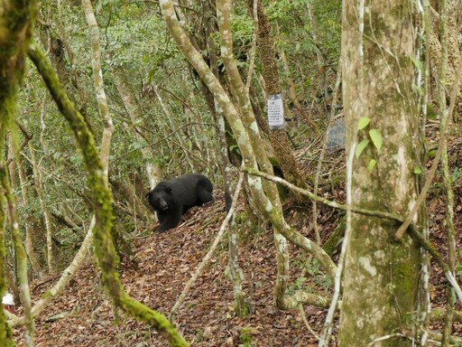 玉山國家公園管理處盼台灣黑熊不再有人因死亡