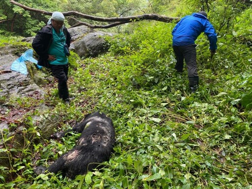 玉山國家公園管理處盼台灣黑熊不再有人因死亡
