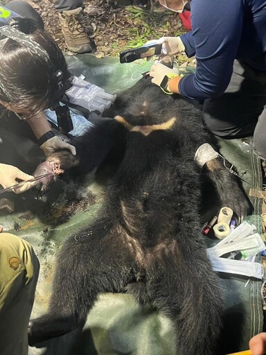 高屏地區首例通報 大武部落巡守隊馳援黑熊順利脫困