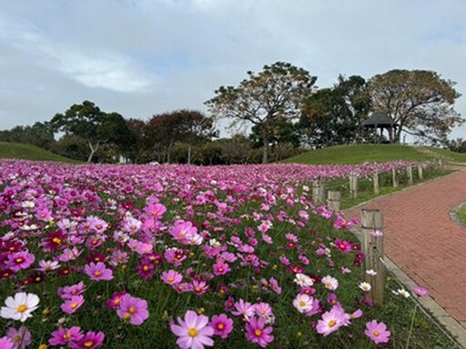 中市后里環保公園大波斯花朵盛開 賞花喜迎蛇年好去處！