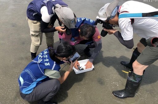 海保署於臺灣本島首次標識放流三棘鱟 助力族群復育與科學評估