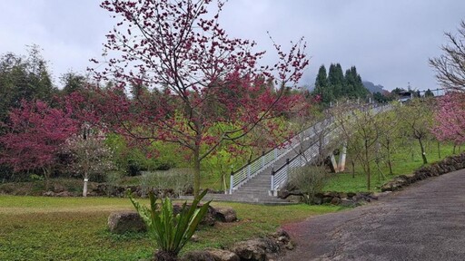 嘉義梅山「寒溪呢森林人文叡地」能量園區賞花盛地好去處